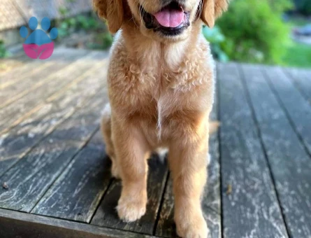 Ruhsatlı Çiftlikten Golden Retriever Yeni Ailesini Arıyor - 9630 - Görsel 3