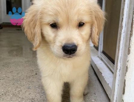 Özenle Yetiştirilmiş Golden Retriever Yavrusu - 9631