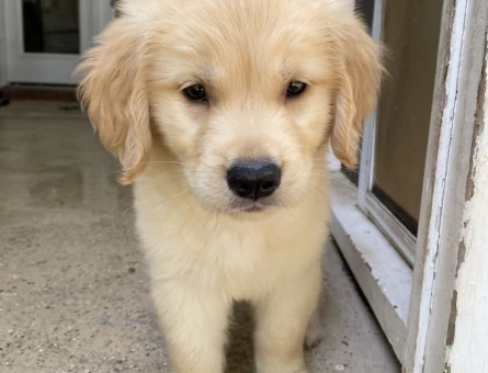 Özenle Yetiştirilmiş Golden Retriever Yavrusu - 9631