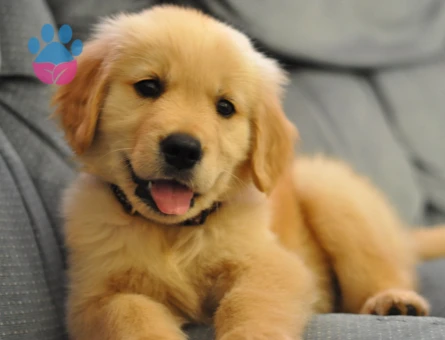 Özenle Yetiştirilmiş Golden Retriever Yavrusu - 9631 - Görsel 3