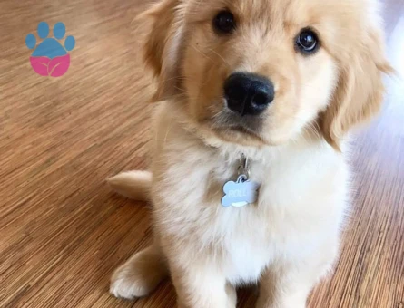 Ruhsatlı Üretim Çiftliğimizden Golden Retriever - 9632