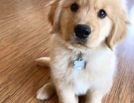 Ruhsatlı Üretim Çiftliğimizden Golden Retriever - 9632