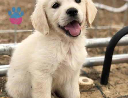Ruhsatlı Üretim Çiftliğimizden Golden Retriever - 9632 - Görsel 3