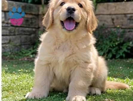 Ruhsatlı Çiftlikten Sevecen Golden Retriever - 9634