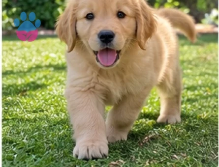 Ruhsatlı Çiftlikten Sevecen Golden Retriever - 9634 - Görsel 3