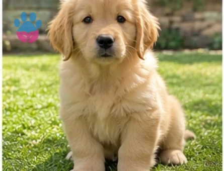 Yeni Yuvasını Bekleyen Golden Retriever Yavrusu - 9635
