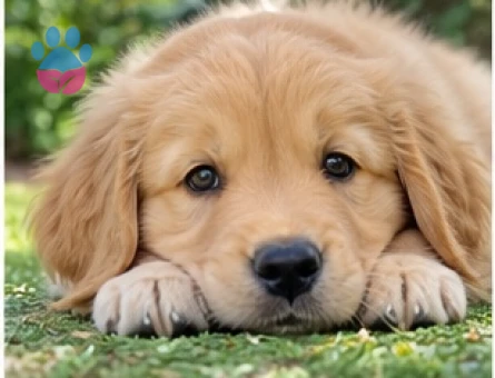 Yeni Yuvasını Bekleyen Golden Retriever Yavrusu - 9635 - Görsel 3