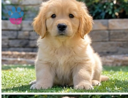 Üretim Çiftliğimizden Özel Golden Retriever Yavrusu - 9636 - Görsel 3