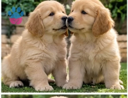 Ruhsatlı Üretim Çiftliğinden Golden Retriever - 9637