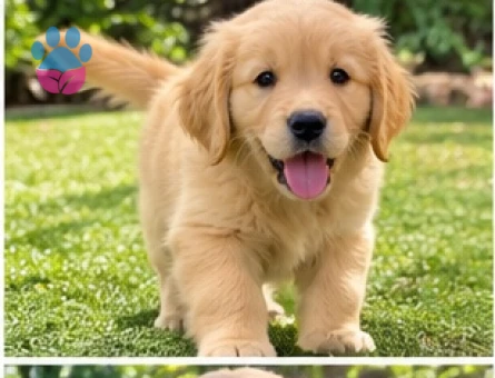 Ruhsatlı Üretim Çiftliğinden Golden Retriever - 9637 - Görsel 3