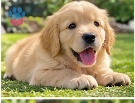 Golden Retriever Yavrularımız Yeni Ailelerini Bekliyor - 9638