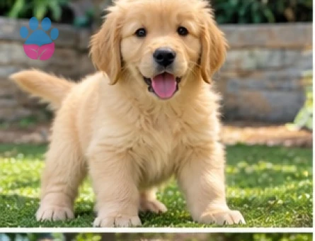 Golden Retriever Yavrularımız Yeni Ailelerini Bekliyor - 9638 - Görsel 3