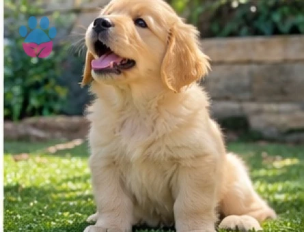 Sağlıklı ve Sevimli Golden Retriever Yavruları - 9639