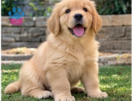 Sağlıklı ve Sevimli Golden Retriever Yavruları - 9639 - Görsel 3