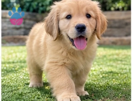 Golden Retriever Yavru Sahiplendirme İlanı - 9640 - Görsel 2