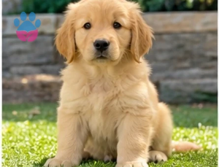 Golden Retriever Yavru Sahiplendirme İlanı - 9640 - Görsel 3