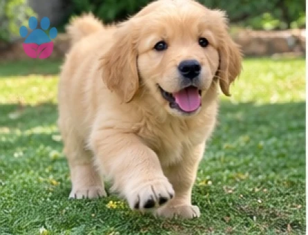 Aile Yaşamına Uygun Golden Retriever Yavruları - 9641