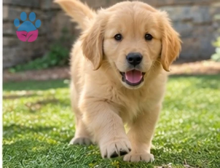 Aile Yaşamına Uygun Golden Retriever Yavruları - 9641 - Görsel 2