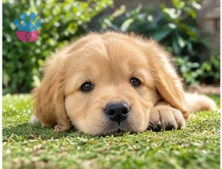 Sevimli Golden Retriever Yavrularımız - 9642 - Görsel 3