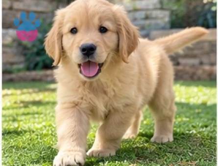 Özenle Yetiştirilmiş Golden Retriever Yavruları - 9643