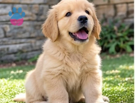 Özenle Yetiştirilmiş Golden Retriever Yavruları - 9643 - Görsel 3
