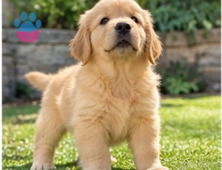 Yeni Yuvasını Bekleyen Golden Retriever Yavruları - 9644 - Görsel 2