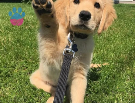 Yeni Yuvasını Bekleyen Golden Retriever Yavruları - 9644 - Görsel 3