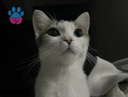 Beyaz Gri tekir kedi - 9645 - Görsel 2