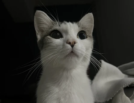 Beyaz & Gri tekir kedi - 9645
