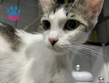 Beyaz Gri tekir kedi - 9645 - Görsel 3