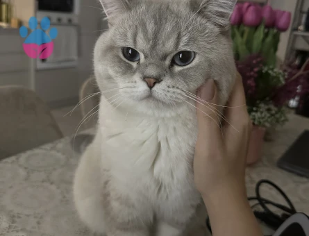 1 YAŞINDAKİ KEDİMİZE SICAK BİR YUVA ARIYORUZ - 9648 - Görsel 3