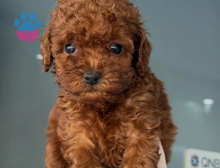 Harika Poodle bebekler - 9649