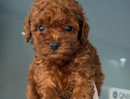 Harika Poodle bebekler - 9649