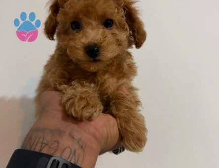 Harika Poodle bebekler - 9649 - Görsel 3