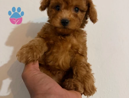 Harika Poodle bebekler - 9649 - Görsel 4