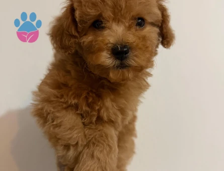 Harika Poodle bebekler - 9649 - Görsel 5
