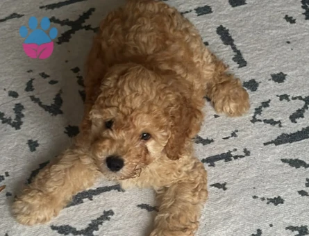 3 Aylık Erkek Toy Poodle - 9650 - Görsel 3
