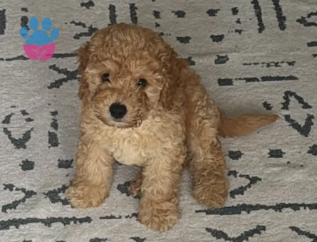 3 Aylık Erkek Toy Poodle - 9650 - Görsel 2