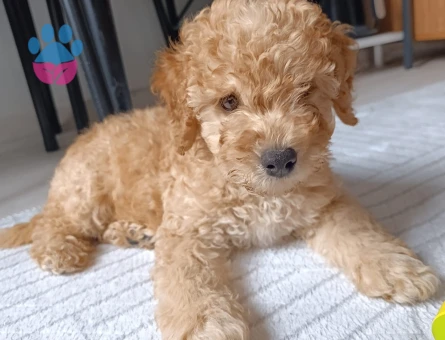 3 Aylık Erkek Toy Poodle - 9650 - Görsel 5