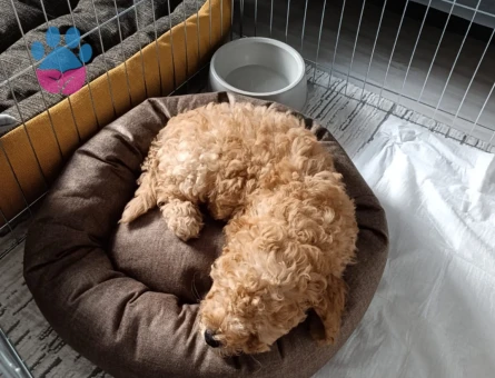 3 Aylık Erkek Toy Poodle - 9650 - Görsel 4
