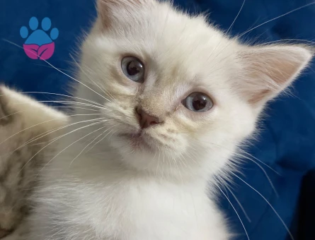 British Shorthair 3 Aylık Yuva Arıyor - 9651 - Görsel 2