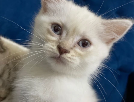 British Shorthair 3 Aylık Yuva Arıyor - 9651