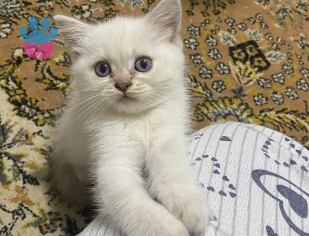 British Shorthair 3 Aylık Yuva Arıyor - 9651 - Görsel 3