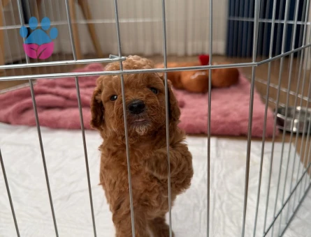 2 AYLIK SEVİMLİ TOY POODLE - 9652