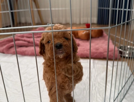 2 AYLIK SEVİMLİ TOY POODLE - 9652