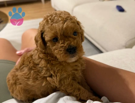 2 AYLIK SEVİMLİ TOY POODLE - 9652 - Görsel 3