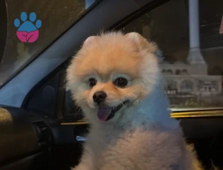Pomeranian - 9653 - Görsel 2