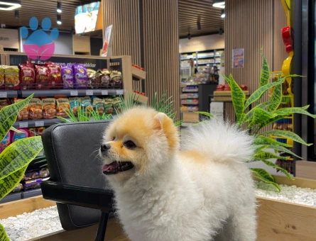 Pomeranian - 9653 - Görsel 3