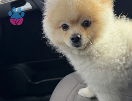 Pomeranian - 9653 - Görsel 4