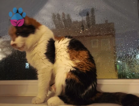 Ön patisi engelli kedi - 9654 - Görsel 2